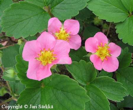  Fragaria x rosea Pink Panda